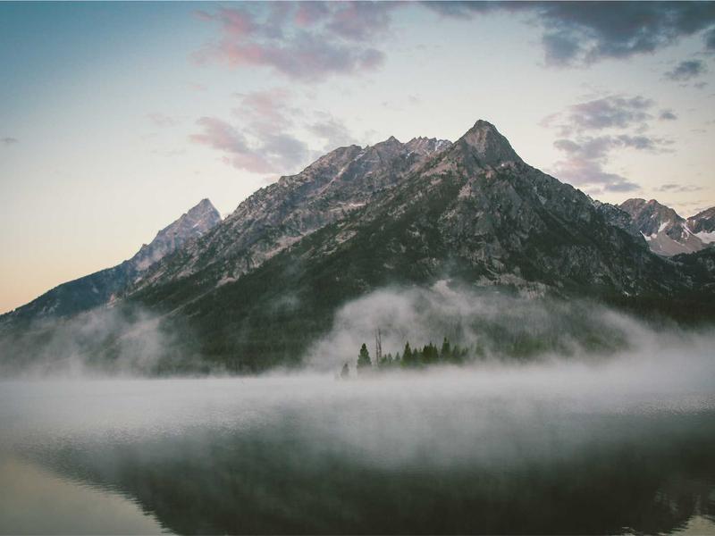 野生动物 - 长颈鹿