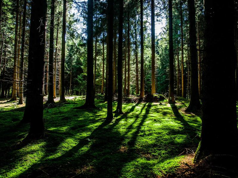 野生动物 - 斑马